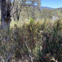 Bossiaea grayi at Paddys River, ACT - suppressed