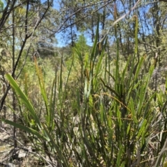 Bossiaea grayi at Paddys River, ACT - 21 Dec 2021