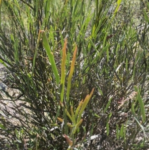 Bossiaea grayi at Paddys River, ACT - suppressed