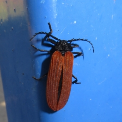 Porrostoma rhipidium (Long-nosed Lycid (Net-winged) beetle) at West Belconnen Pond - 19 Dec 2021 by Christine