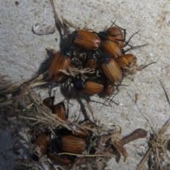 Phyllotocus rufipennis (Nectar scarab) at Dunlop, ACT - 20 Dec 2021 by Christine