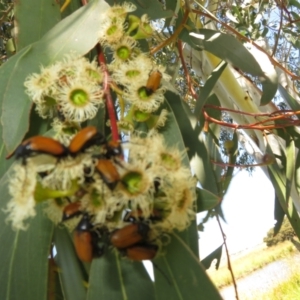 Phyllotocus rufipennis at Dunlop, ACT - 20 Dec 2021