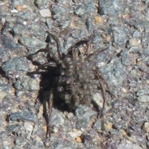 Lycosidae (family) at Dunlop, ACT - 20 Dec 2021 10:54 AM