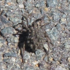 Lycosidae (family) (Unidentified wolf spider) at West Belconnen Pond - 19 Dec 2021 by Christine