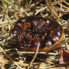 Diplopoda sp. (class) (Unidentified millipede) at Dunlop, ACT - 20 Dec 2021 by Christine