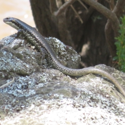 Eulamprus heatwolei (Yellow-bellied Water Skink) at Molonglo Gorge - 21 Dec 2021 by Christine