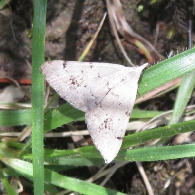 Dichromodes estigmaria (Pale Grey Heath Moth) at Molonglo Gorge - 21 Dec 2021 by Christine