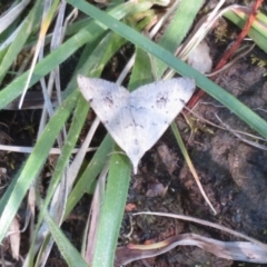 Dichromodes estigmaria at Kowen, ACT - 21 Dec 2021 12:52 PM