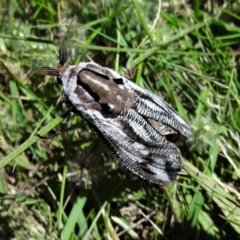 Endoxyla lituratus (A Wattle Goat Moth) at Holder Wetlands - 21 Dec 2021 by Miranda