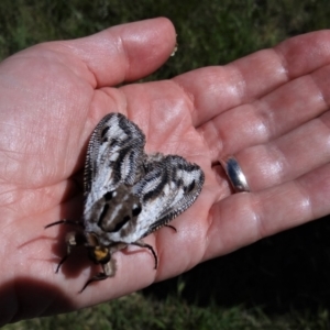 Endoxyla lituratus at Holder, ACT - 22 Dec 2021