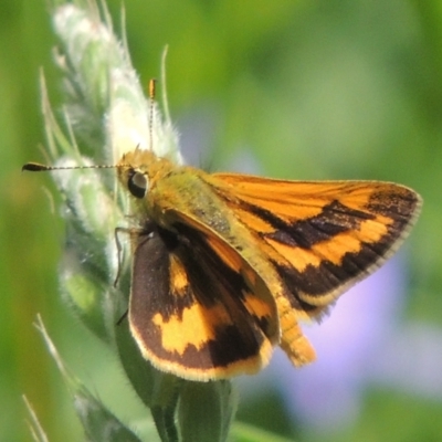 Ocybadistes walkeri (Green Grass-dart) at Conder, ACT - 29 Nov 2021 by MichaelBedingfield