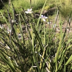 Iris sp. (An Iris) at Acton, ACT - 21 Dec 2021 by Dora