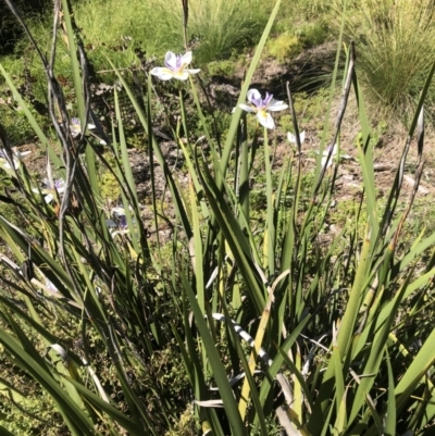 Iris sp. (An Iris) at Acton, ACT - 22 Dec 2021 by Dora