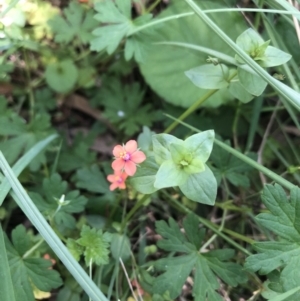 Lysimachia arvensis at Acton, ACT - 22 Dec 2021 12:45 PM