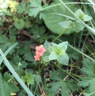 Lysimachia arvensis (Scarlet Pimpernel) at ANU Liversidge Precinct - 22 Dec 2021 by Dora