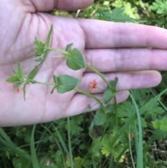 Lysimachia arvensis at Acton, ACT - 22 Dec 2021