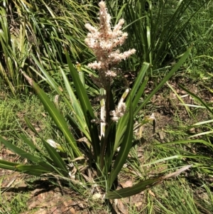 Cordyline sp. at Acton, ACT - 22 Dec 2021