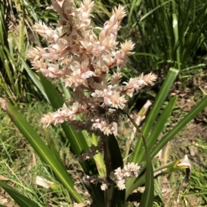 Cordyline sp. at Acton, ACT - 22 Dec 2021