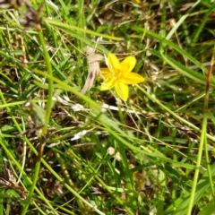 Hypoxis hygrometrica (Golden Weather-grass) at Hawker, ACT - 20 Dec 2021 by sangio7