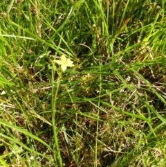 Hypoxis hygrometrica at Hawker, ACT - 21 Dec 2021 10:38 AM