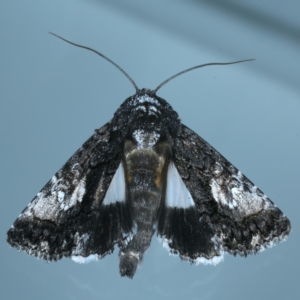 Aedia leucomelas acronyctoides at Ainslie, ACT - 21 Dec 2021