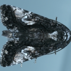 Aedia leucomelas acronyctoides at Ainslie, ACT - 21 Dec 2021