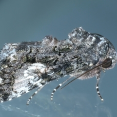 Aedia leucomelas acronyctoides at Ainslie, ACT - 21 Dec 2021