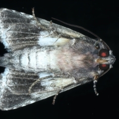 Aedia leucomelas acronyctoides at Ainslie, ACT - 21 Dec 2021