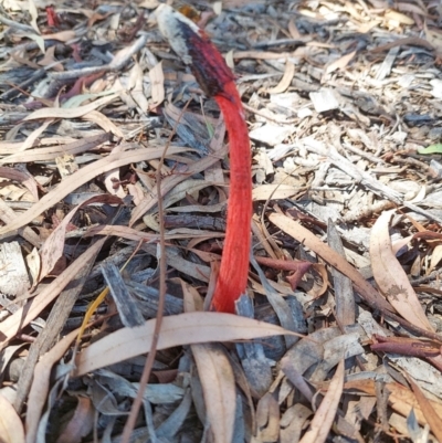 Phallus rubicundus (Phallus rubicundus) at Holt, ACT - 21 Dec 2021 by wombey