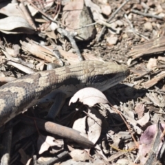 Tiliqua scincoides scincoides (Eastern Blue-tongue) at Wamboin, NSW - 29 Oct 2021 by natureguy