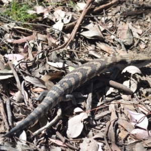 Tiliqua scincoides scincoides at Wamboin, NSW - 29 Oct 2021