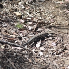 Tiliqua scincoides scincoides at Wamboin, NSW - 29 Oct 2021