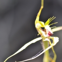 Caladenia atrovespa (Green-comb Spider Orchid) at Kowen, ACT - 29 Oct 2021 by natureguy