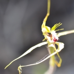 Caladenia atrovespa at Kowen, ACT - 29 Oct 2021