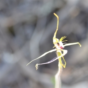 Caladenia atrovespa at Kowen, ACT - 29 Oct 2021