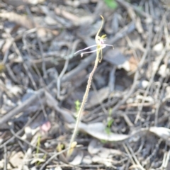 Caladenia atrovespa at Kowen, ACT - 29 Oct 2021