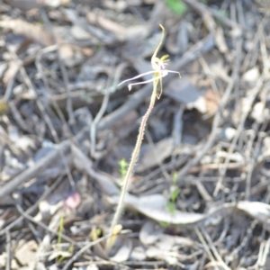 Caladenia atrovespa at Kowen, ACT - 29 Oct 2021