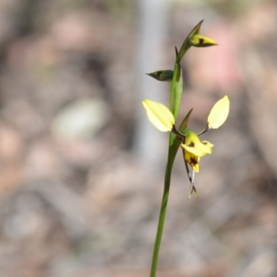 Diuris sulphurea (Tiger Orchid) at Kowen, ACT - 29 Oct 2021 by natureguy