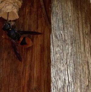 Paralastor sp. (genus) at Theodore, ACT - 22 Dec 2021