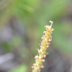 Plantago varia (Native Plaintain) at Kowen, ACT - 29 Oct 2021 by natureguy