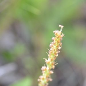 Plantago varia at Kowen, ACT - 29 Oct 2021