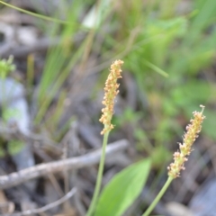 Plantago varia at Kowen, ACT - 29 Oct 2021