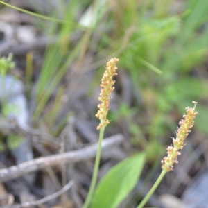 Plantago varia at Kowen, ACT - 29 Oct 2021