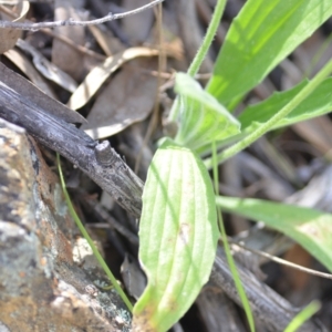 Plantago varia at Kowen, ACT - 29 Oct 2021