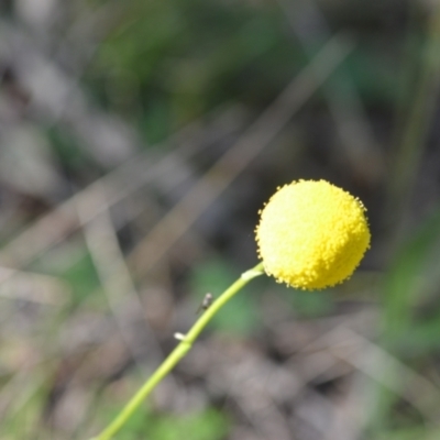 Craspedia variabilis (Common Billy Buttons) at Kowen, ACT - 29 Oct 2021 by natureguy