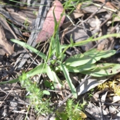 Craspedia variabilis at Kowen, ACT - 29 Oct 2021