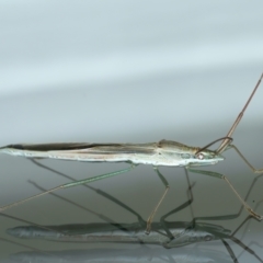 Mutusca brevicornis at Ainslie, ACT - 20 Dec 2021