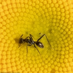 Iridomyrmex mayri at Bruce, ACT - 22 Dec 2021 by Roger