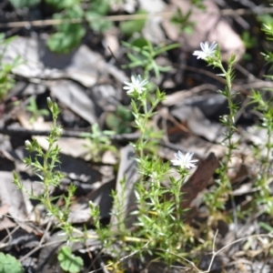 Stellaria pungens at Kowen, ACT - 29 Oct 2021