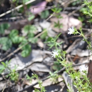 Stellaria pungens at Kowen, ACT - 29 Oct 2021